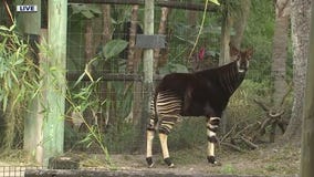 Help ZooTampa by purging old electronics