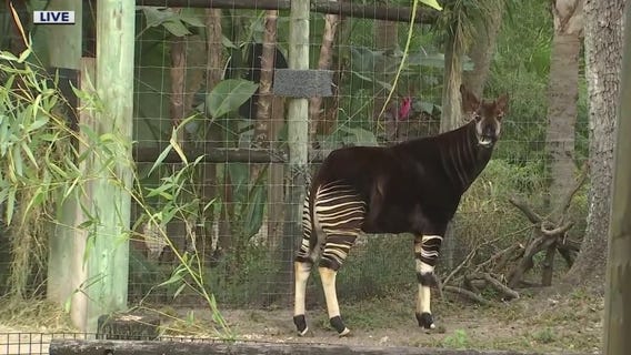 Help ZooTampa by purging old electronics