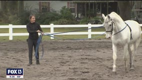 The woman behind the stallions