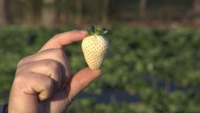 The 'white strawberry' could be a Florida crop