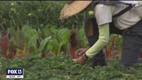 Little farm in the big city