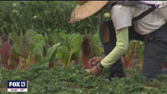 Little farm in the big city