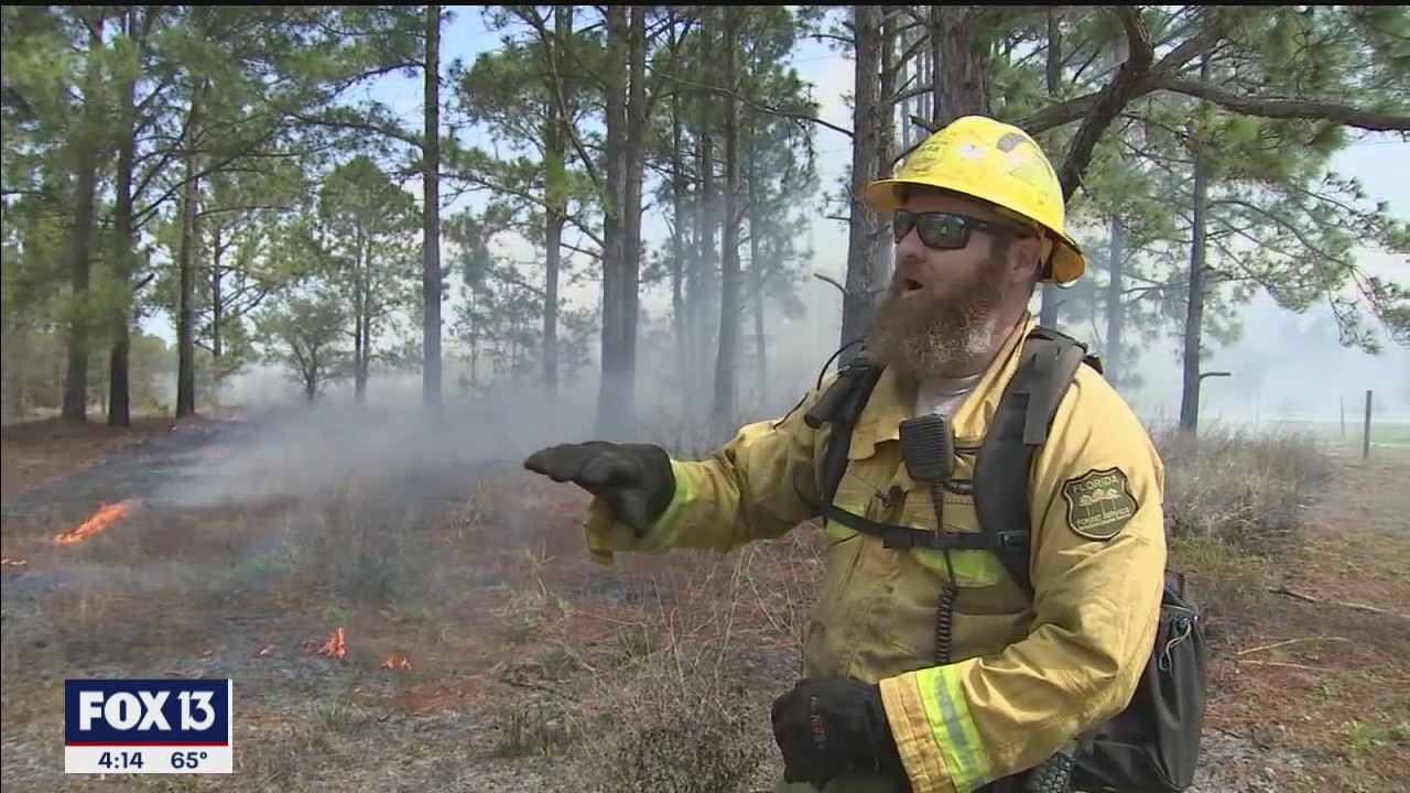 Prescribed burns help limit unwanted fires | FOX 13 Tampa Bay