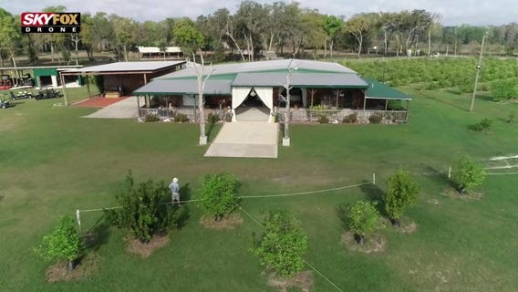 Drone Zone: Lemon orchard on the lake wedding venue