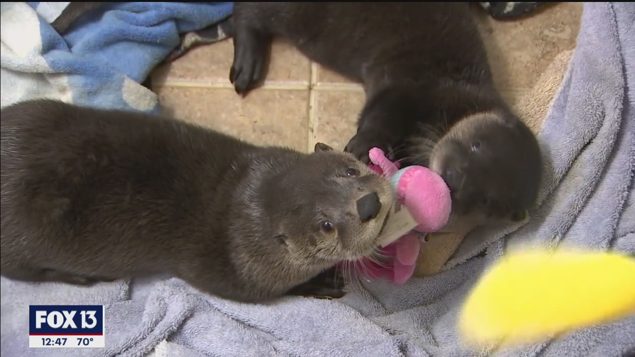 More than just owls at Owl's Nest Sanctuary for Wildlife