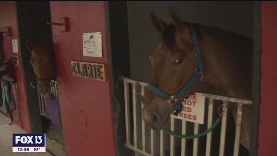 HorsePower for Kids teaches children how to interact with rescued animals