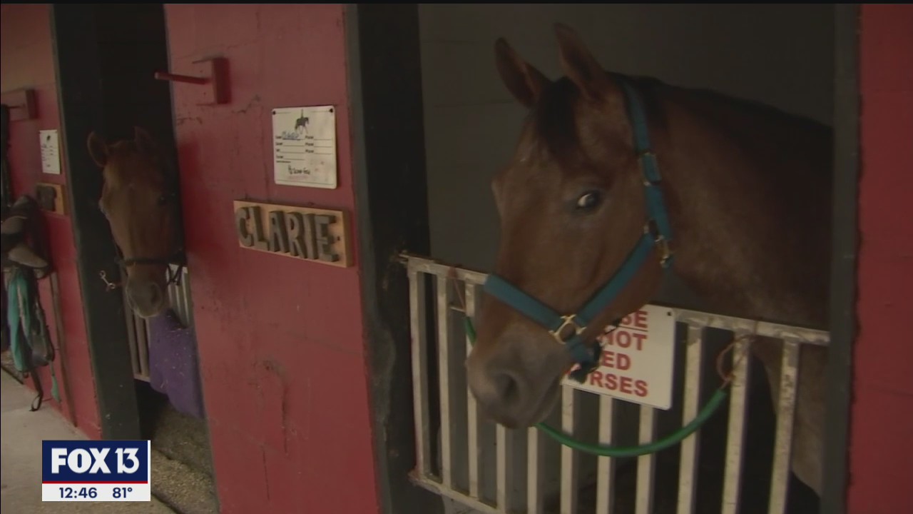 HorsePower for Kids teaches children how to interact with rescued animals