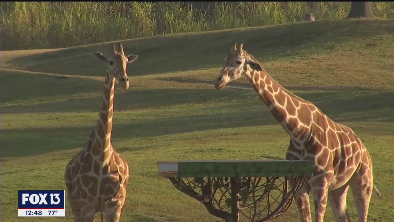 New Giraffe Bar at Busch Gardens allows guests to sip cocktails with a conservation cause at Serengeti Outlook