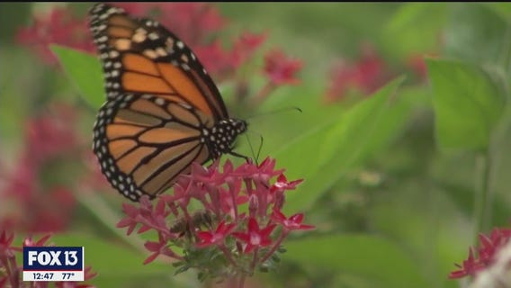 Spring has sprung at the Florida Botanical Gardens in Largo