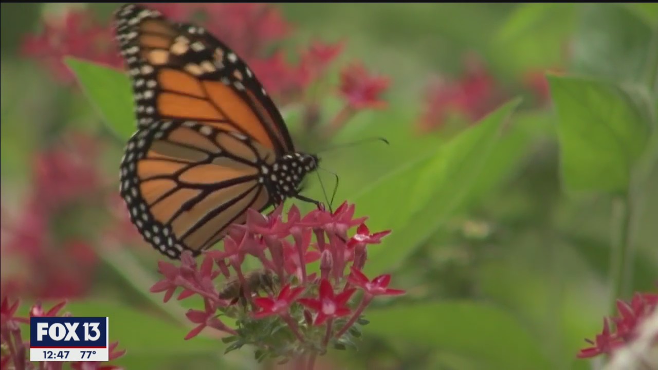 Spring has sprung at the Florida Botanical Gardens in Largo