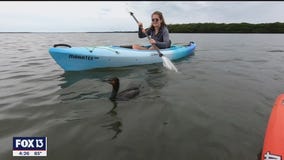 Experience water and wildlife on a kayak tour