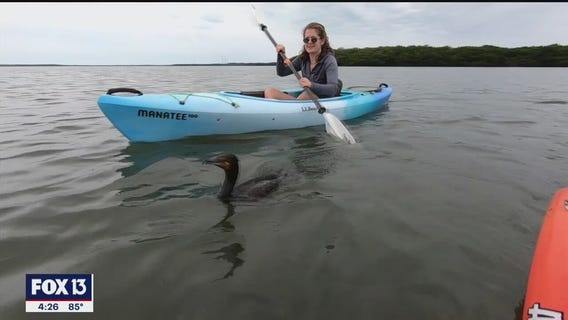 Experience water and wildlife on a kayak tour