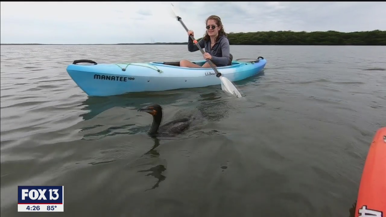 Experience water and wildlife on a kayak tour