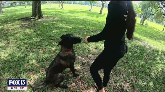 Military veteran to be given service dog