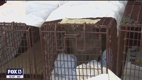 Friends of Strays Animal Shelter receives grant to help control cat population
