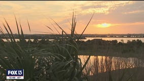 Cockroach Bay Nature Preserve provides filtration system for Tampa Bay