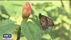 Something different is always blooming at USF Botanical Gardens