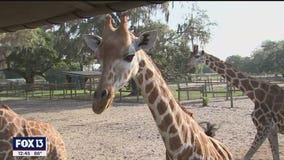 Giraffe Ranch offers 50 species of animals to experience