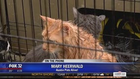 Groups working to rescue pets from Texas flooding