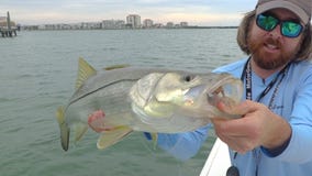 More snook are moving inshore