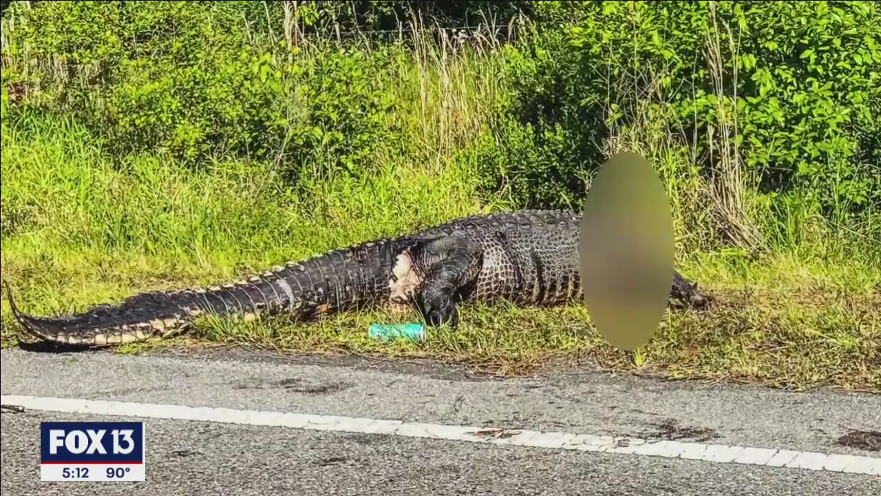 Couple finds headless gator in Manatee County | FOX 13 Tampa Bay