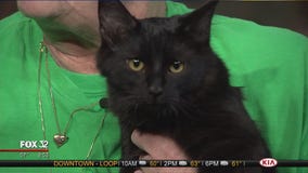 Mike's Perfect Pets: Spidey Cat