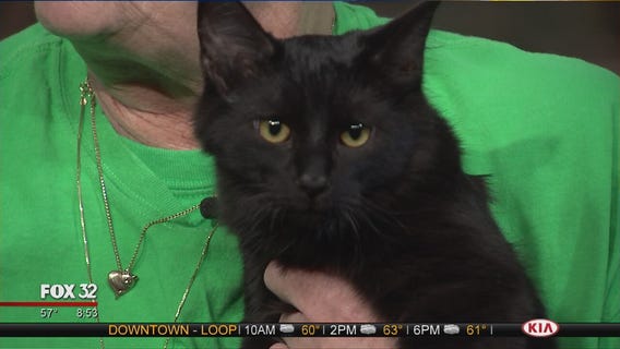 Mike's Perfect Pets: Spidey Cat