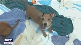 Fluff Animal Rescue gives animals another chance to find a furever home