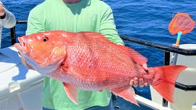 Red snapper bite is on fire offshore