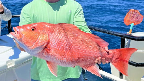 Red snapper bite is on fire offshore