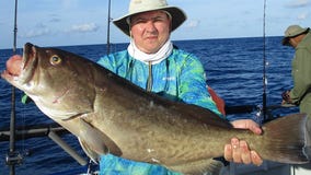 Going fishing for gag grouper? Pack your patience.