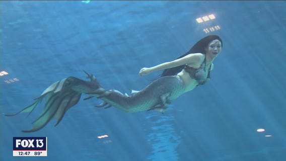Mermaids return to the waters of the Clearwater Marine Aquarium