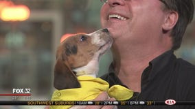 Mike's Perfect Pets: Peggy