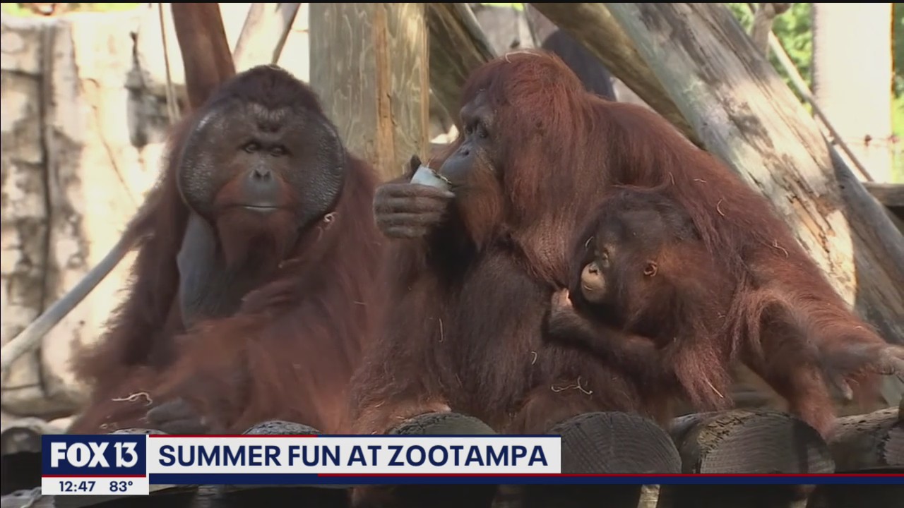 ZooTampa is finding new ways to keep you cool this summer