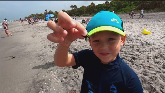Venice - The shark tooth capital of the world