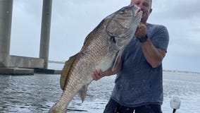 Through the summer, black drum are still biting