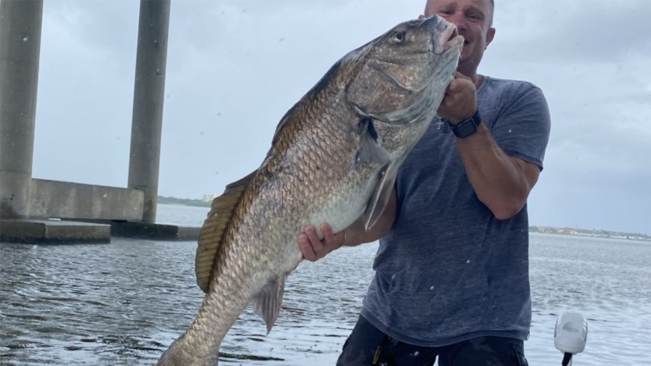 Through the summer, black drum are still biting