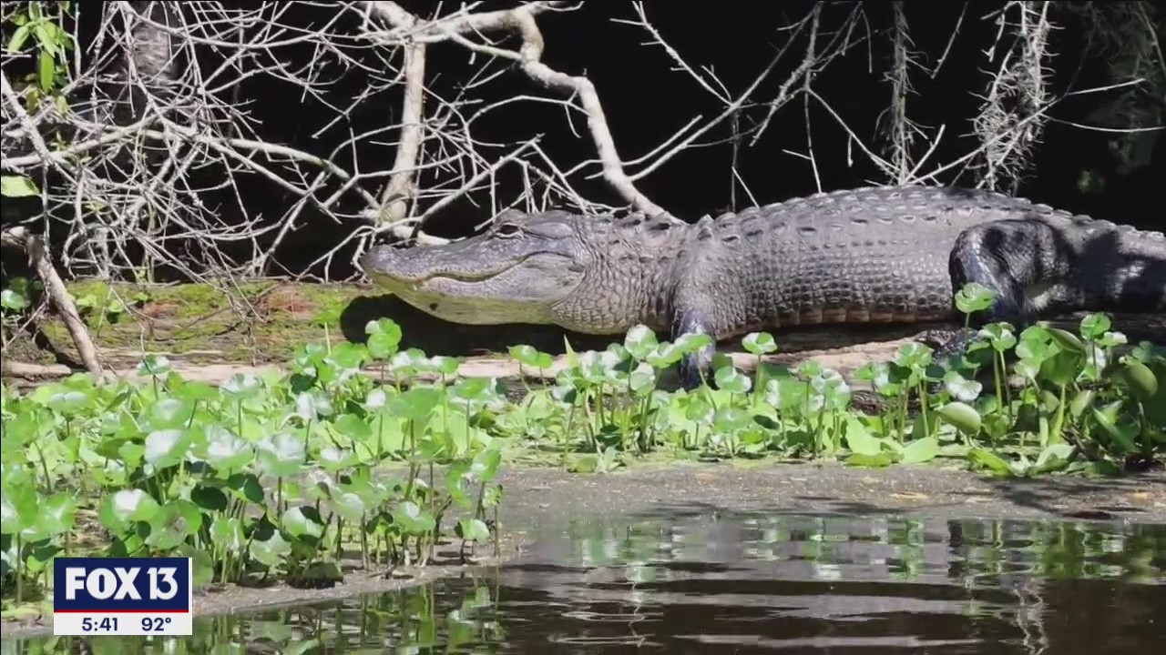 Get a waterside view of Florida's alligators