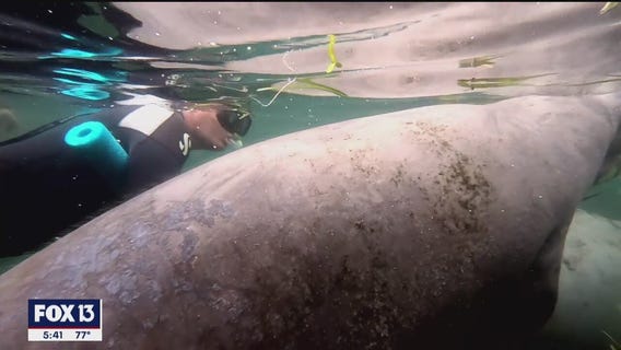 Swimming with manatees in Crystal River