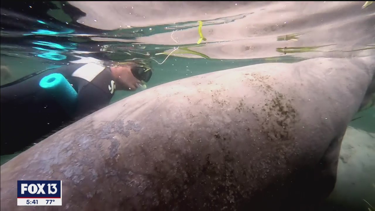 Swimming with manatees in Crystal River