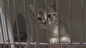 Find a furever friend for free at Hillsborough Pet Resource Center