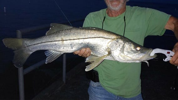 Red tide impacts prevalent inshore vs. offshore