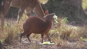 Meet the babies of ZooTampa
