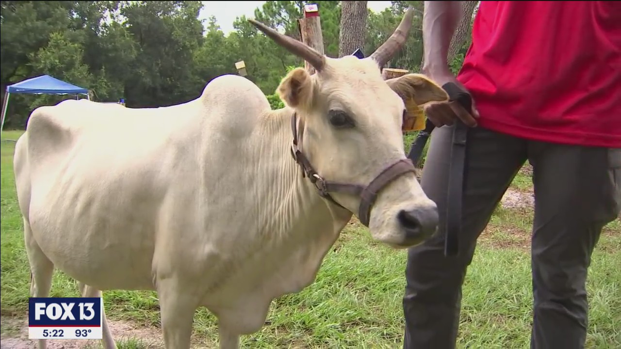 Polk City farm lets families experience world of animals