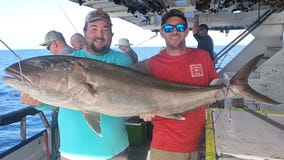 More amberjack spotted than unusual offshore