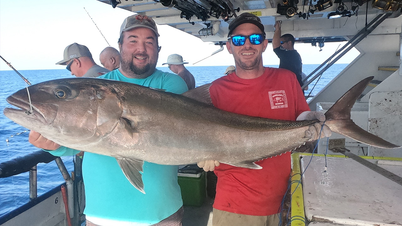 More amberjack spotted than unusual offshore