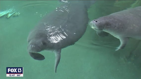 A new look for Bishop Museum's manatee habitat