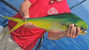 Mahi mahi are appearing near shore