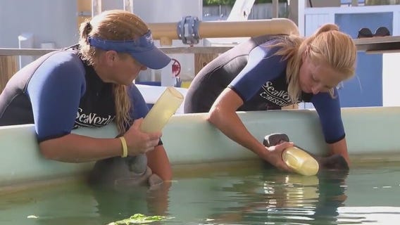 Only in Florida Frightening, scary, haunted stories, but first, baby manatees