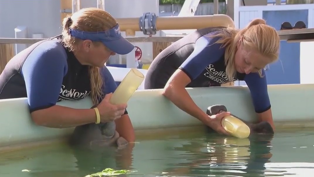 Only in Florida Frightening, scary, haunted stories, but first, baby manatees